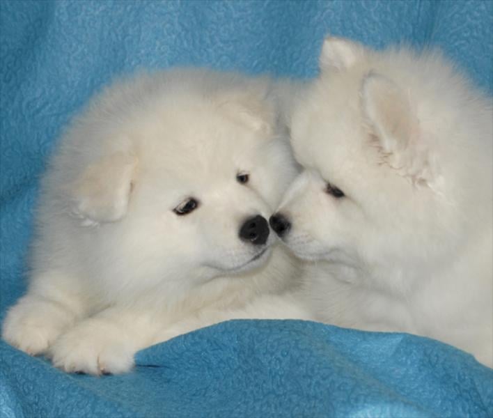 Samoyed Dog