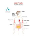 Cortisol Health Impact