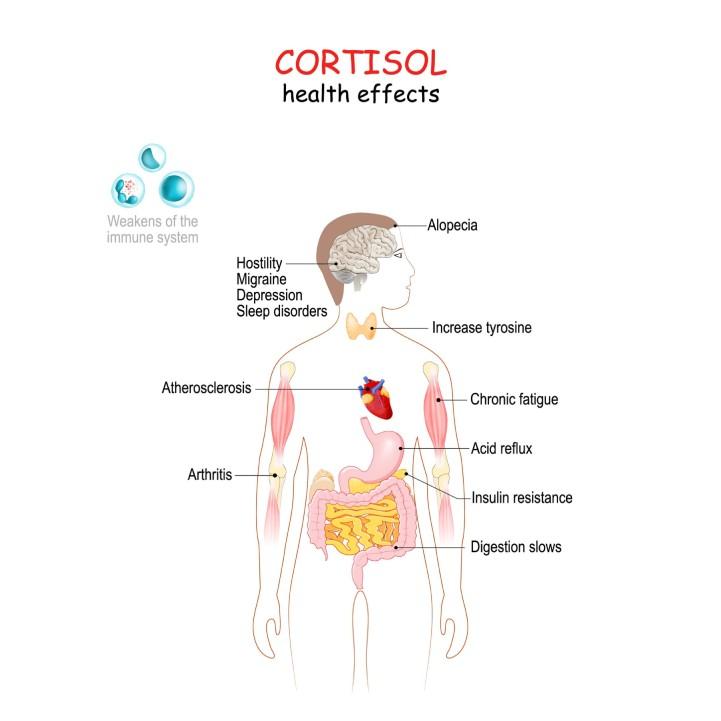 Cortisol Health Impact
