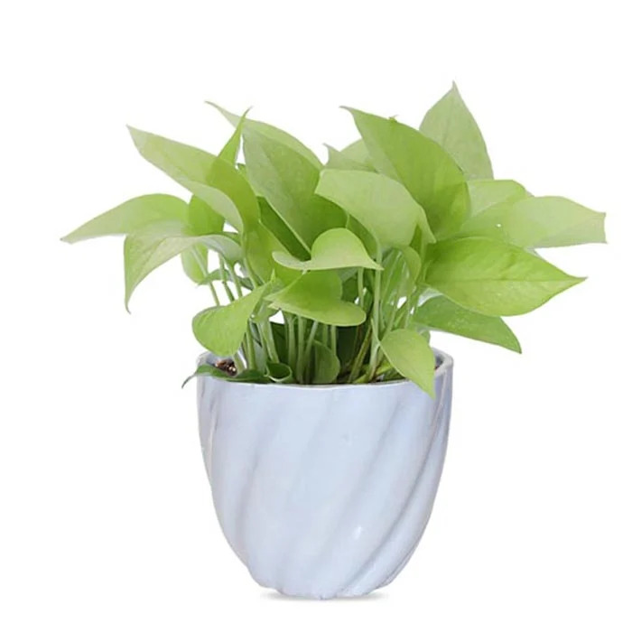 Eid Plants Gifts 