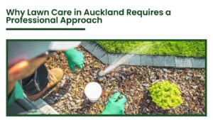 Professional lawn care service in Auckland showing irrigation system setup and garden maintenance for healthy landscaping