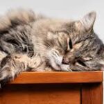 Cat Euthanasi