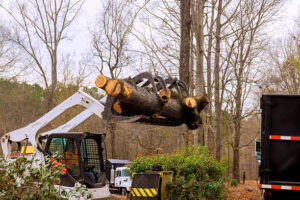 Tree Surgery Preston