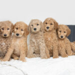 Goldendoodle Breeder