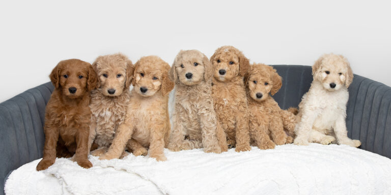 Goldendoodle Breeder