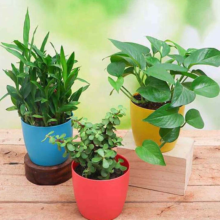 3 Layer Lucky Bamboo , Money Green, Elephant Bush, Jade (Green) Natural Plant