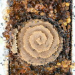 Native bees