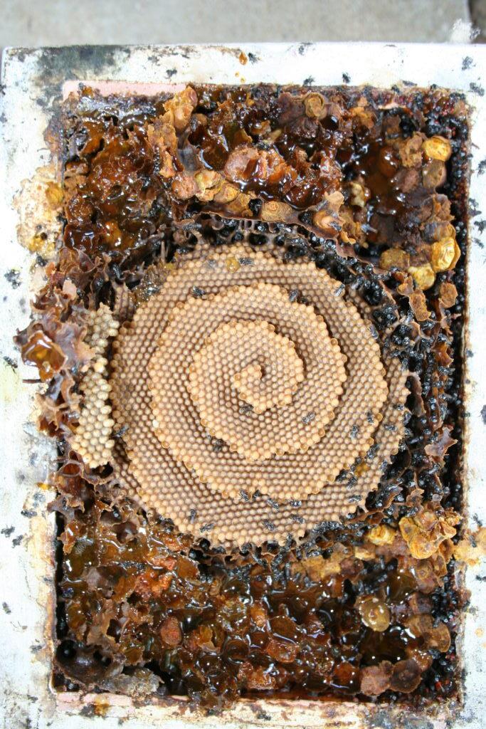 Native bees