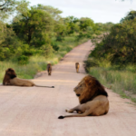Budget safari Tanzania