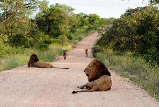 Budget safari Tanzania