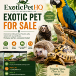 exotic pet for sale