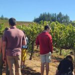Napa Valley Wine Tours