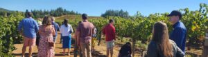 Napa Valley Wine Tours