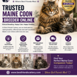 trusted maine coon breeder online