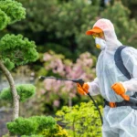 Deemak Control In Lahore, Pest Control Services,