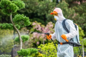 Deemak Control In Lahore, Pest Control Services,