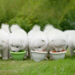 Happy Samoyed dog puppy with a responsible breeder in a clean outdoor kennel environment