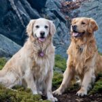 English golden retriever