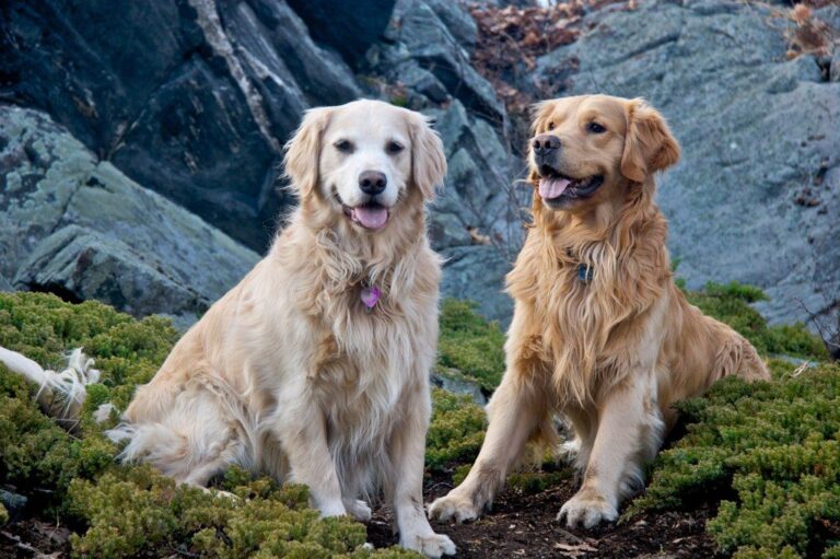 English golden retriever
