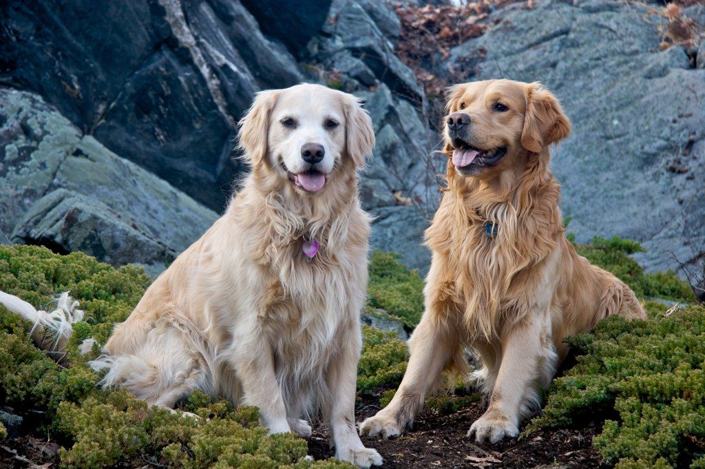 English golden retriever