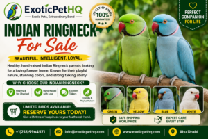 Indian Ringneck For Sale