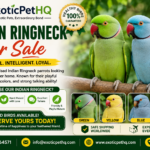 Indian Ringneck For Sale