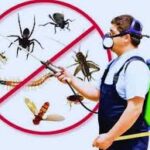 Pest Control Services in Lahore