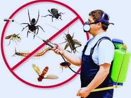 Pest Control Treatment Services in Lahore