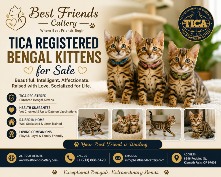 TICA registered Bengal kittens for sale
