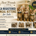 TICA registered Bengal kittens for sale