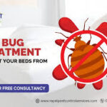 Bed Bug Treatment in Lahore