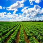 acres