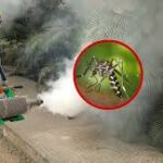Mosquito Killer Spray Services in Lahore