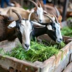 photorealistic-goat-farm_23-2151450432