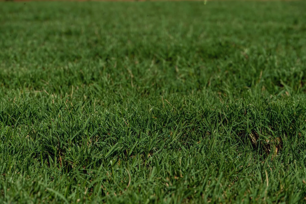 best sod installation services near me