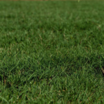 best sod installation services near me