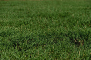 best sod installation services near me