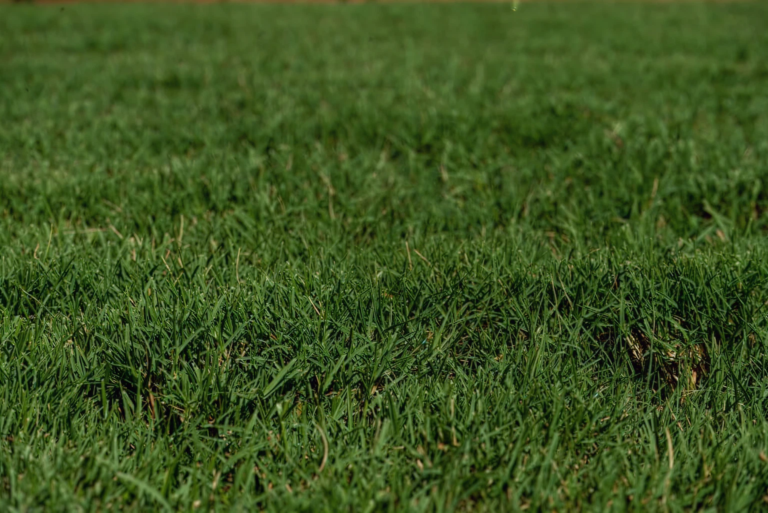 best sod installation services near me