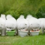 Samoyed Dog enjoying a daily outdoor walk.
