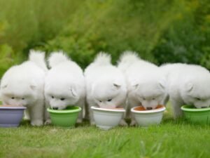 Samoyed Dog enjoying a daily outdoor walk.