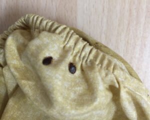 Bedbugs control singapore