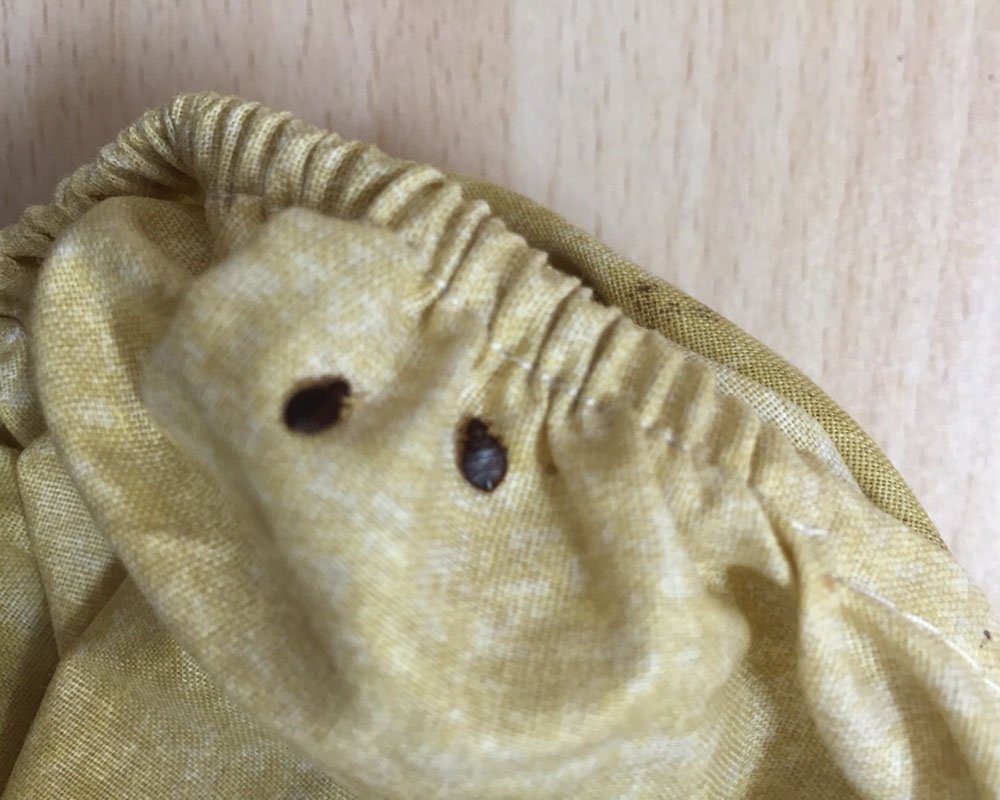 Bedbugs control singapore