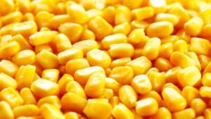 Corn Starch Market