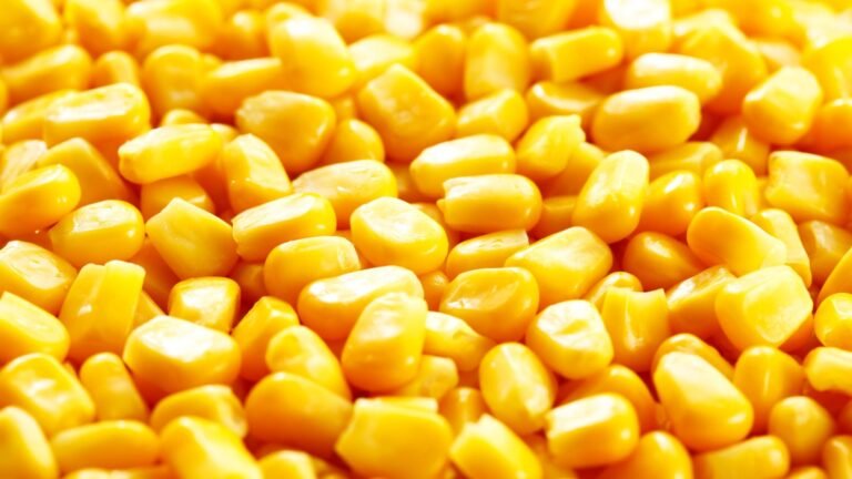 Corn Starch Market