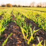 Organic Fertilizer Market