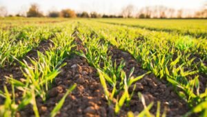 Organic Fertilizer Market
