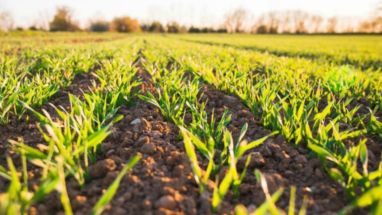 Organic Fertilizer Market