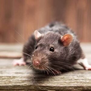 Rat Deterrent