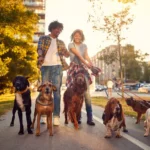 Top 10 Dog Walking Companies