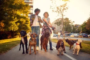 Top 10 Dog Walking Companies